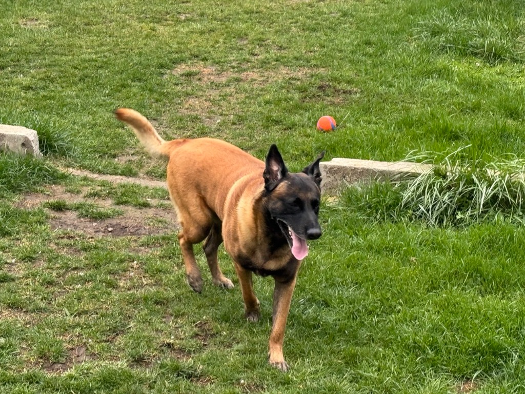 Marsi in Vienna park